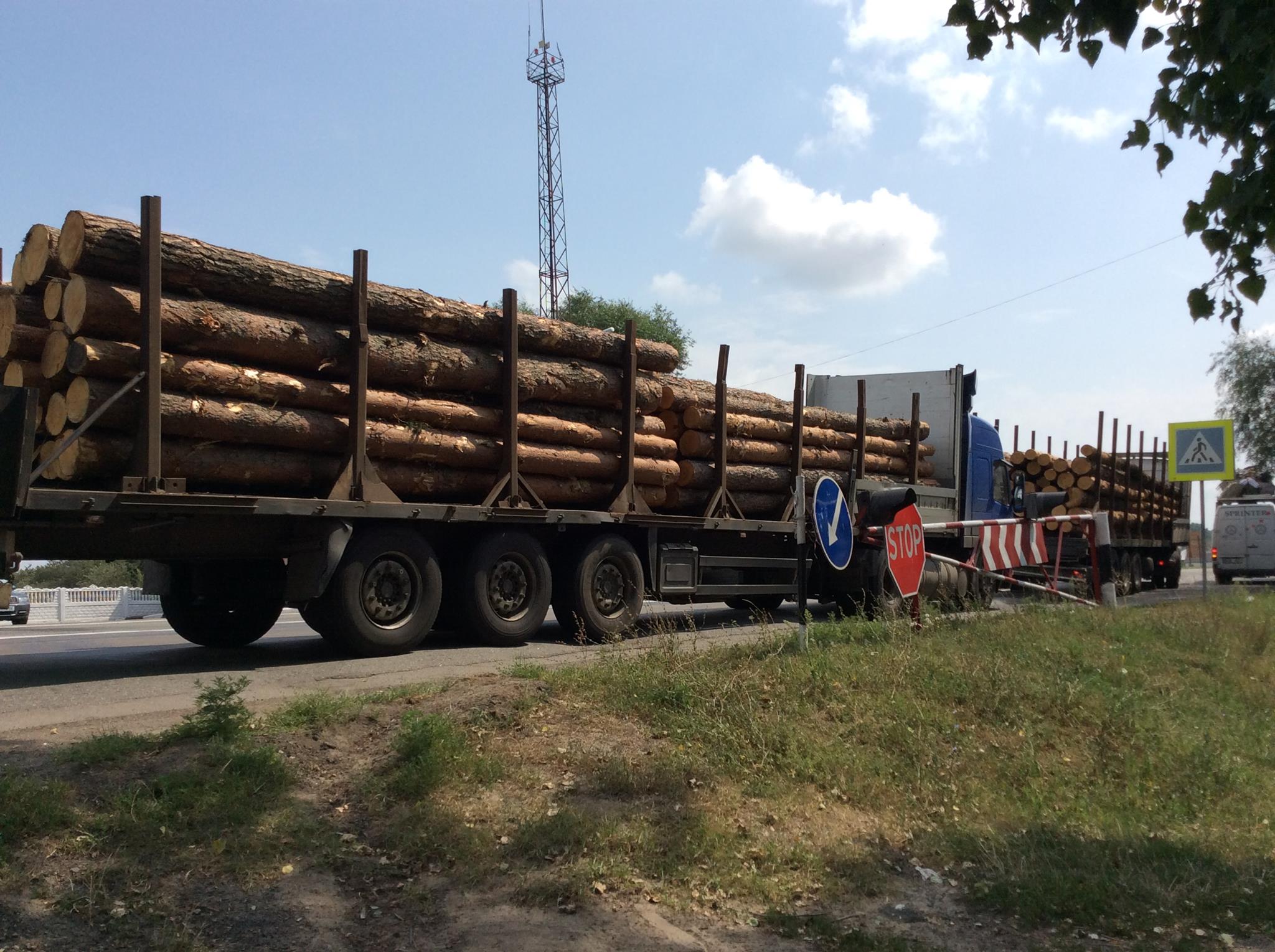 "ДІЯ" Чернігівщини проти "лісової мафії" 