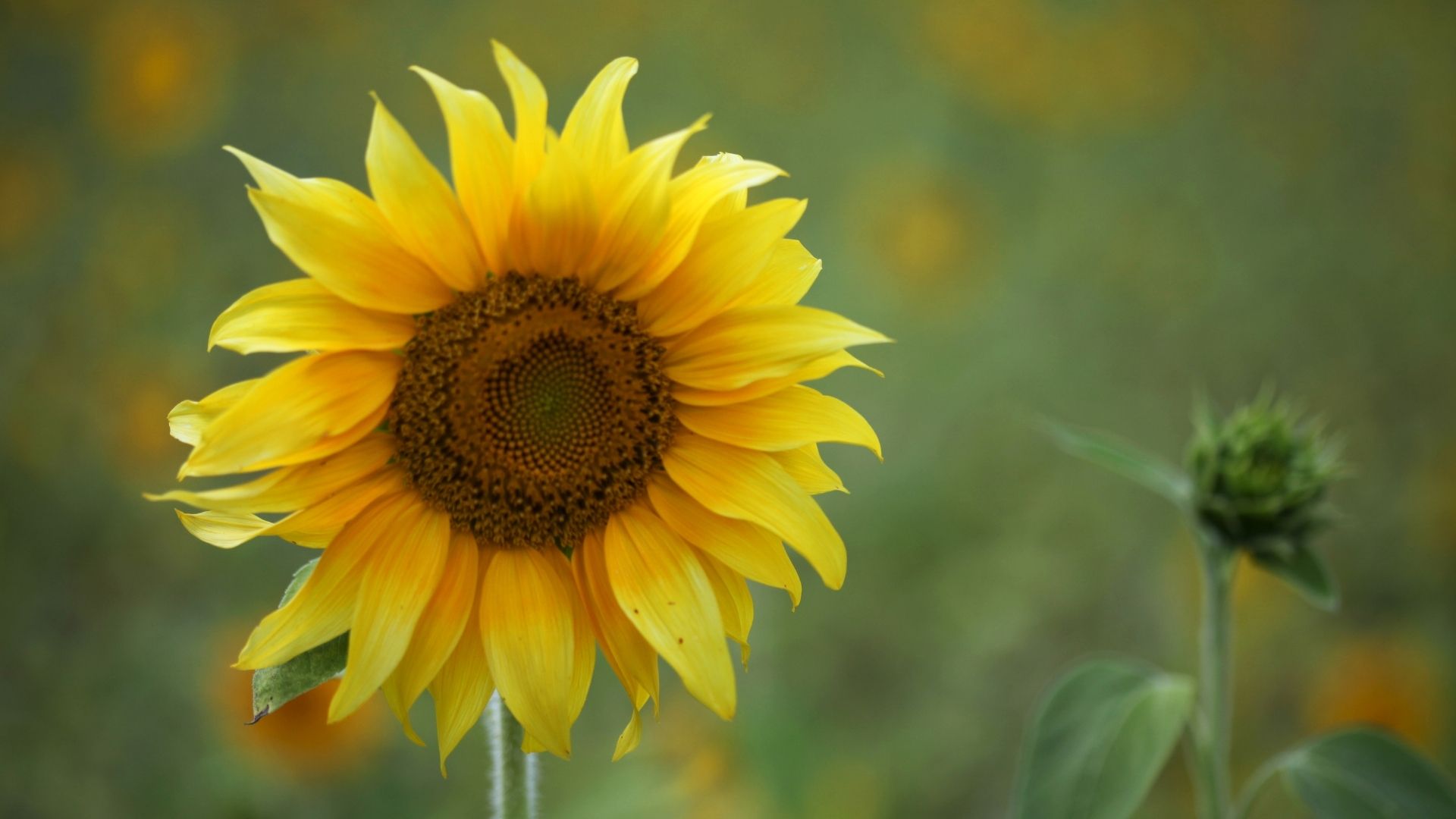 Споживачі соняшникової олії з України